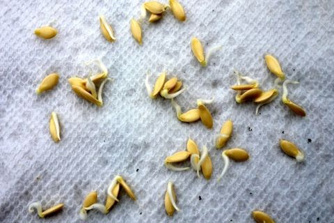 seed germination