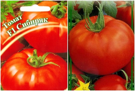 biji tomato tomato Sibiryak f1