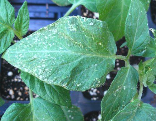 trips en una hoja de tomate