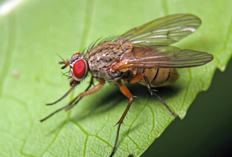 Mouche du chou de printemps