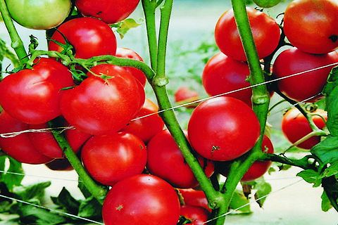 tomato variety