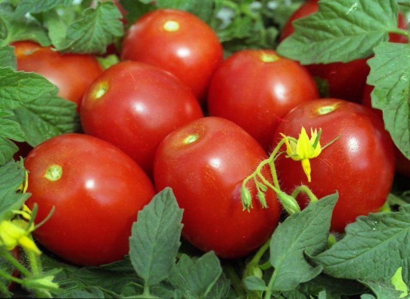 débutant en apparence de tomate