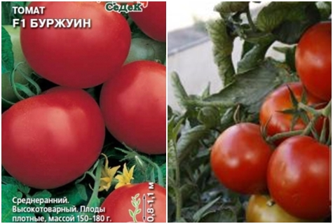 biji tomato Burzhuin F1