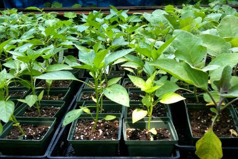 pepper seedlings