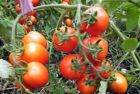 les buissons de tomates Peter le premier