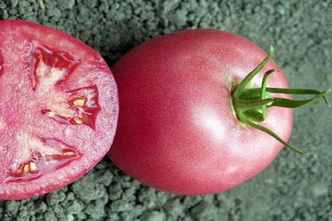 penanaman merah jambu tomato