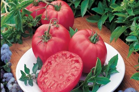 tomato harvest