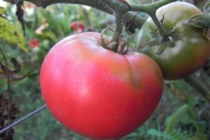 Penerangan dan ciri-ciri varieti tomato Pink Rise F1