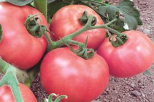 Descripción y características de la variedad de tomate Pink Lady