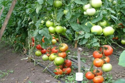 Descripción y características de la variedad de tomate Pink Lady