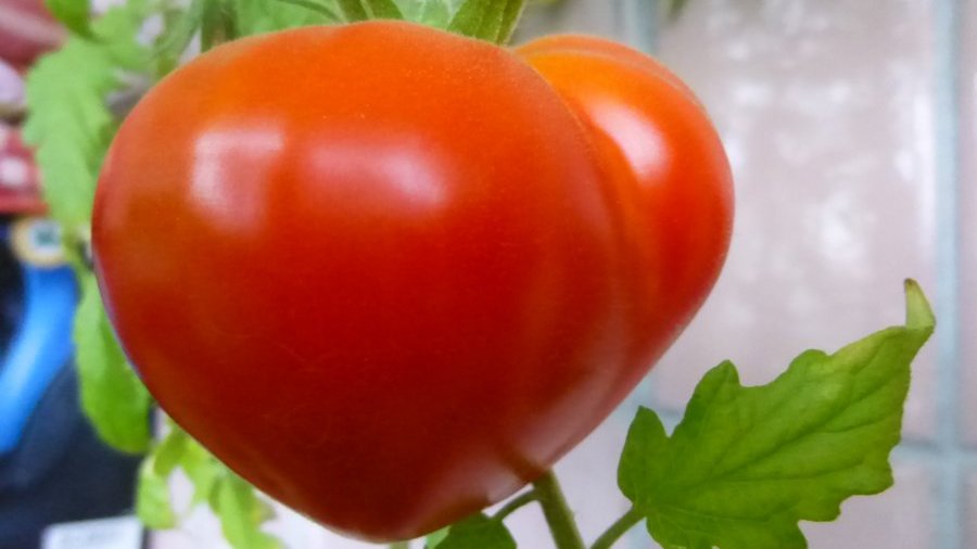 tomatoes of the budenovka variety