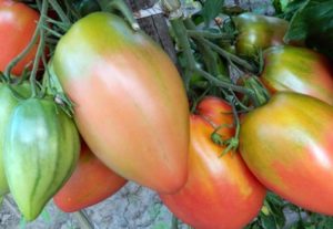 Characteristics and description of the tomato variety Podsinskoe miracle (Liana), its yield