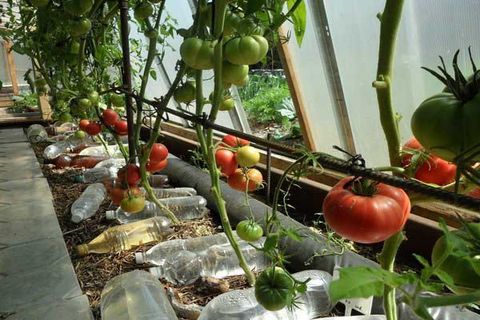 watering tomatoes