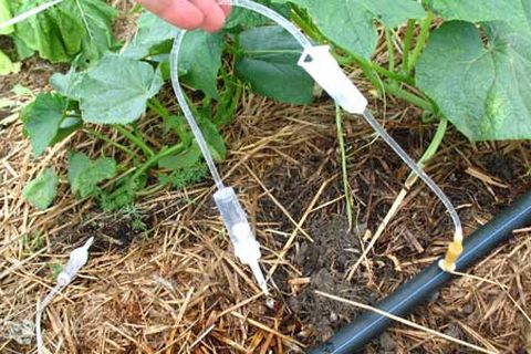 drip irrigation