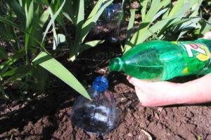 Diy drip irrigation for cucumbers from plastic bottles