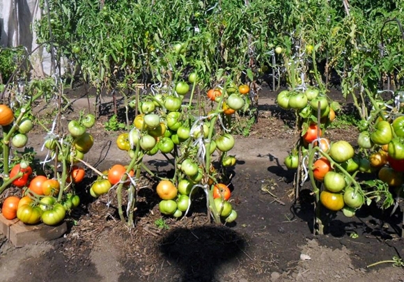 tomates en plein champ