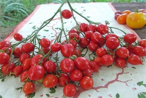 tomato di atas meja