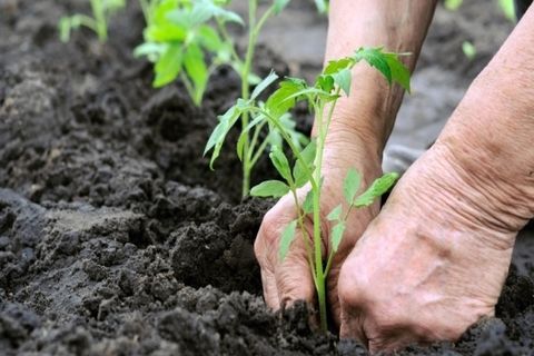 tomatoes in the ground