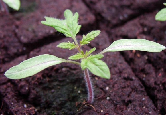 plántulas de tomate