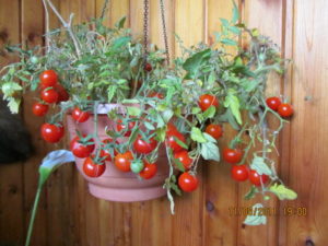 Características y descripción de la variedad de tomate Arándano en azúcar, su rendimiento.