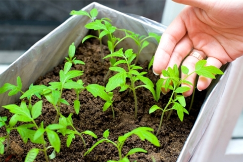 tomato seedlings in a box