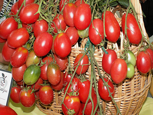 variedades de tomate