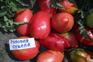 Ciri-ciri dan penerangan mengenai varieti tomato Pink Stella, hasilnya