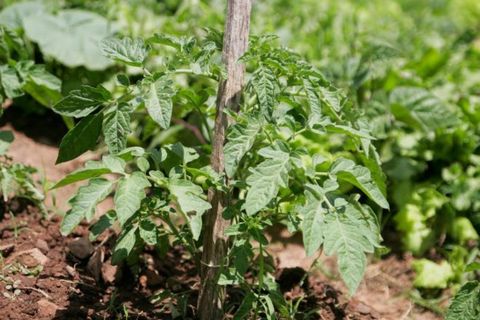 plántulas de tomate