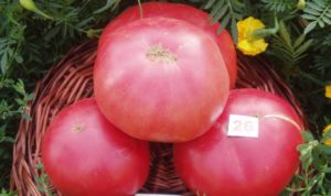 Ciri-ciri dan perihalan varieti tomato Pink King (raja), hasilnya