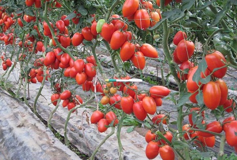 tomates attachées