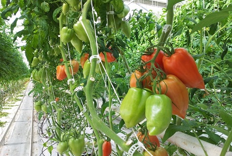 tomato in a greenhouse