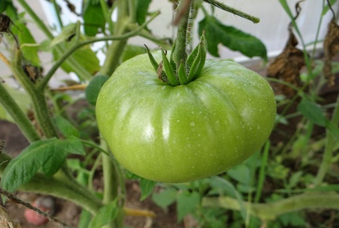 green fruit