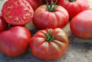 Characteristics and description of the tomato variety Sugar Elephant