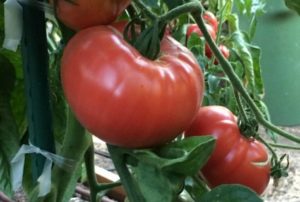 Características y descripción de la variedad de tomate Milagro del jardín.