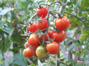 Ciri-ciri dan perihalan Anastasia pelbagai tomato, hasilnya