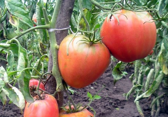 arbustos de tomate rey de Londres