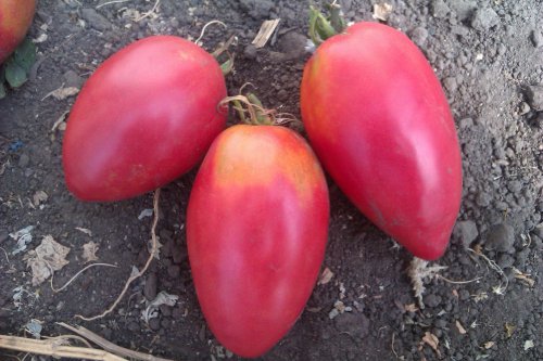 tomate nastenka dans le jardin