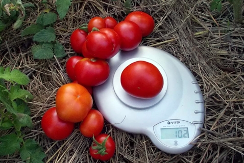 appearance of tomato polar early ripening