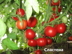 Caractéristiques et description de la variété de tomates Slasten, son rendement