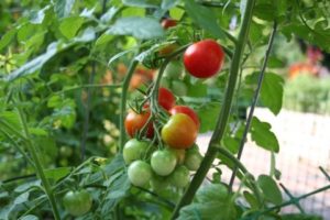 Caractéristiques et description de la variété de tomate Sweet girl, son rendement