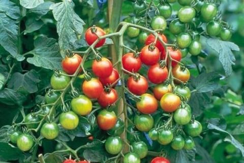 bouquet de tomates