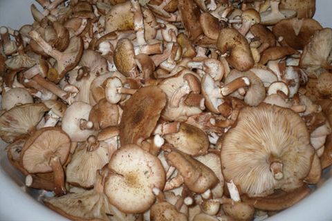 mushrooms in a basin