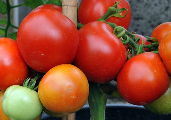 tomato pembuat wang di ladang terbuka