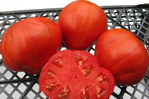 rasa tomato