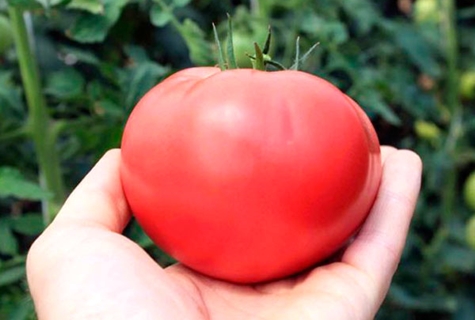 syurga merah jambu tomato di tangan