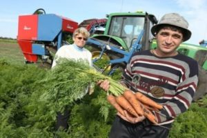 When to remove carrots from the garden for storage