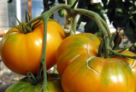 buissons de tomates Miel géant