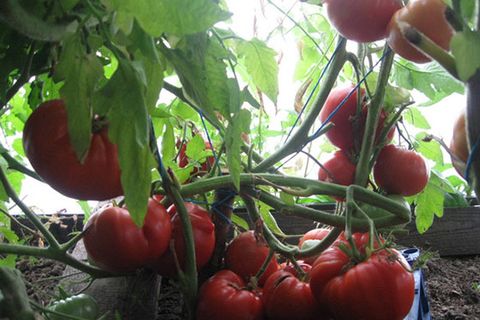 recogiendo tomates