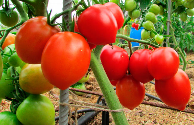 récolte de tomates