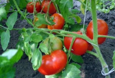 tomato Sibiryak f1 di kebun